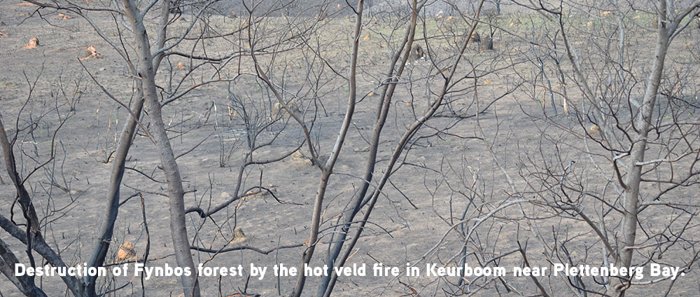 2017: the year of devastating veld fires