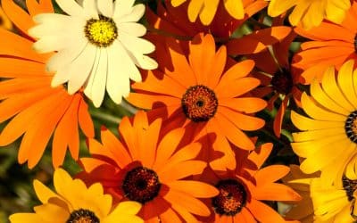 Dimorphotheca African Daisy Hybrid Mix With 20% White