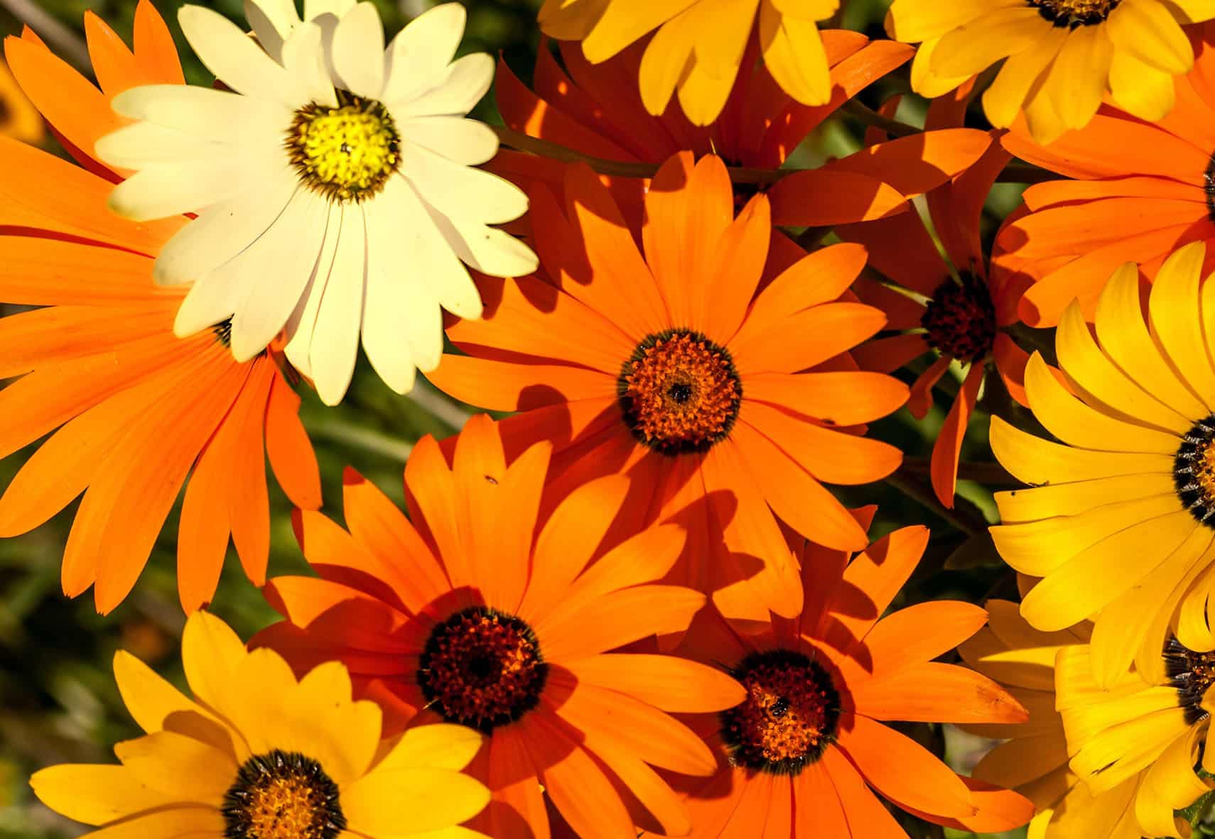 Dimorphotheca African Daisy Hybrid Mix With 20% White