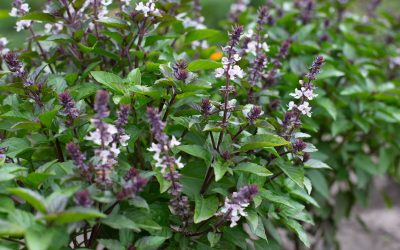 Basil Blue Spice