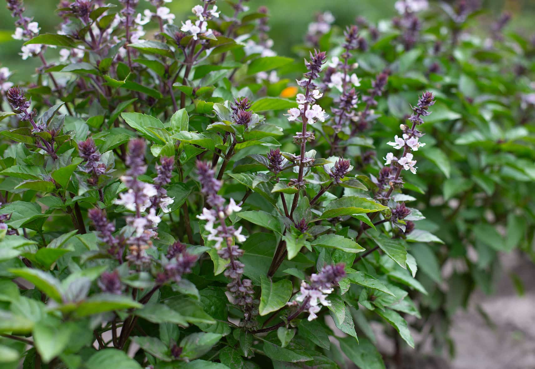 Basil Blue Spice