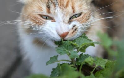 Catnip Herb