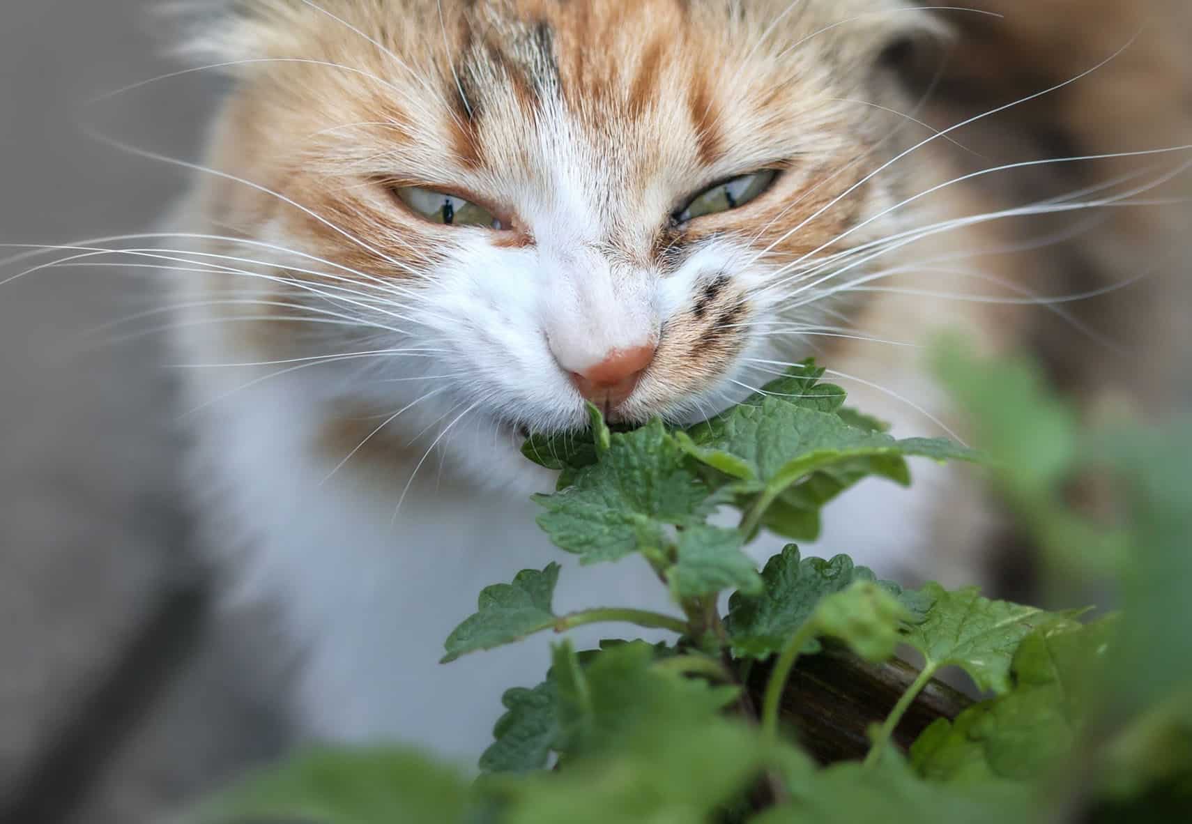 Catnip Herb