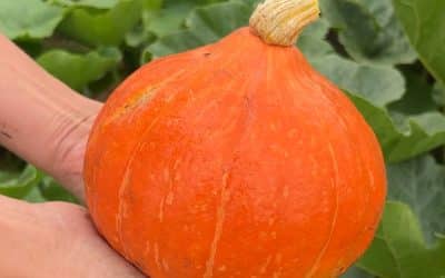 Squash F1 Hybrid Colinky