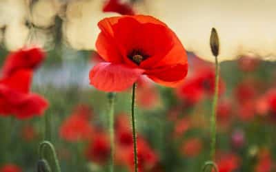 Flanders Poppy