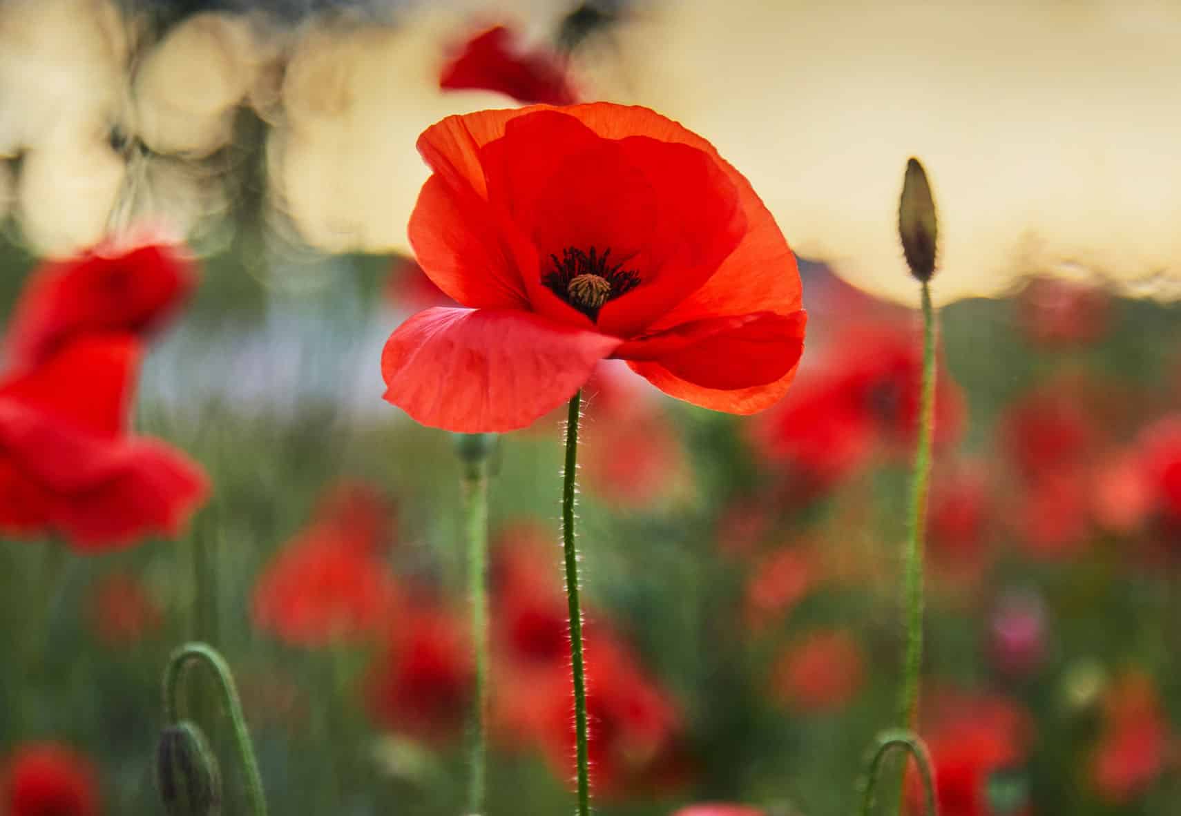 Flanders Poppy