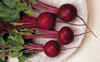 Beetroot Globe Dark Red