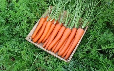 Carrot F1 Hybrid Javelin