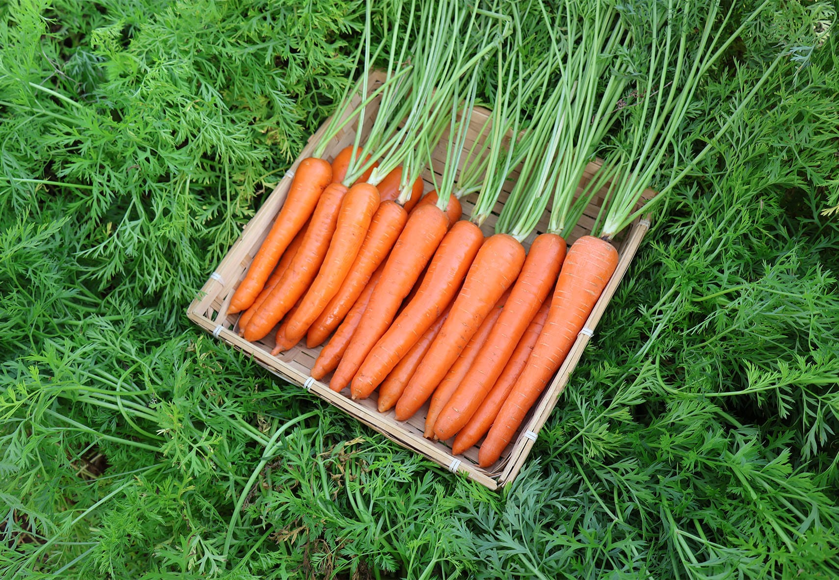 Carrot F1 Hybrid Javelin