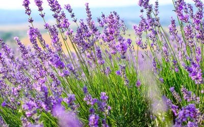 Lavender Herb