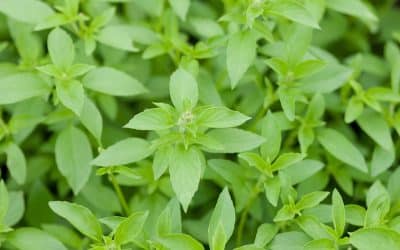 Lemon Basil