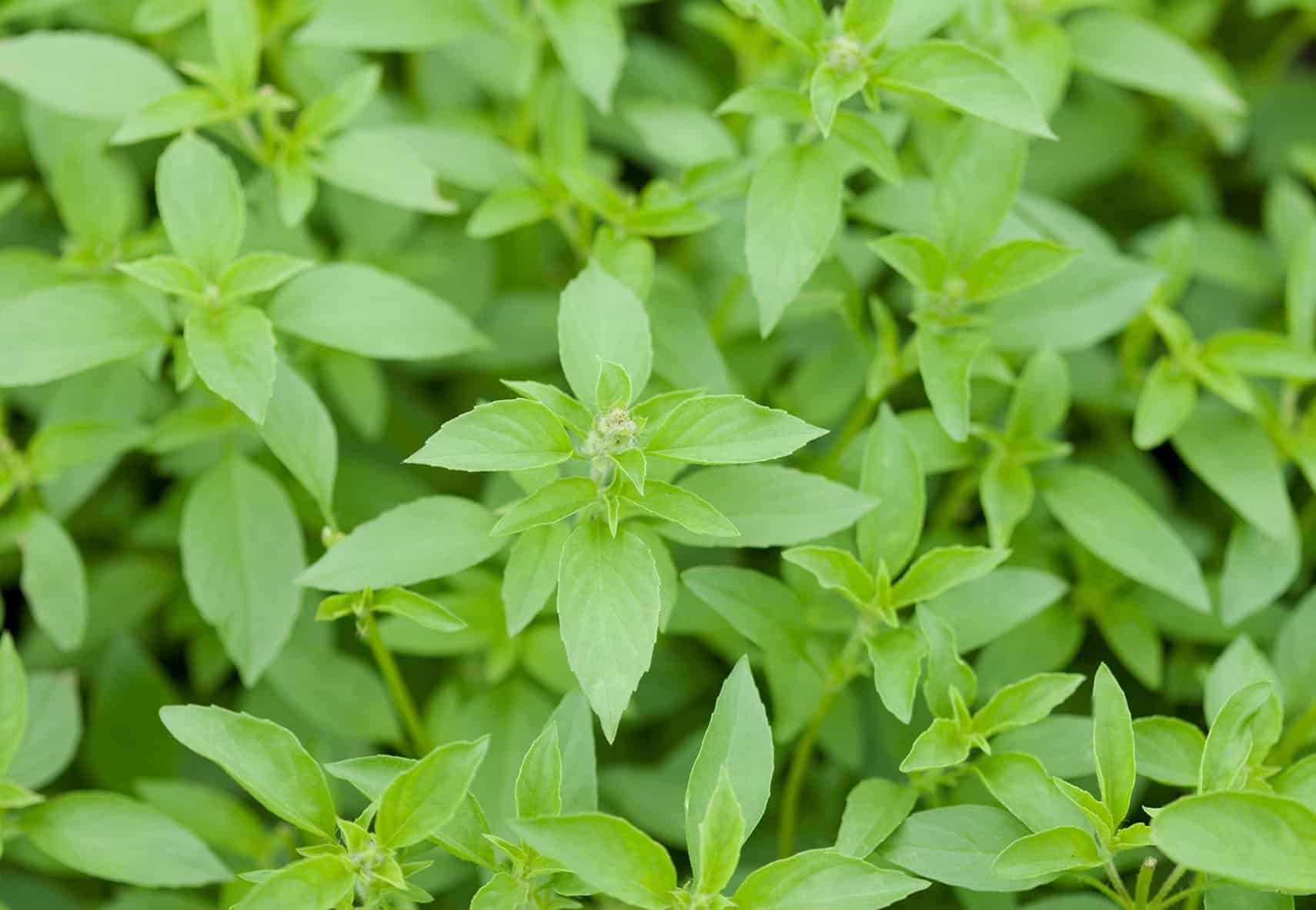 Lemon Basil