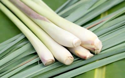 Lemon Grass Herb