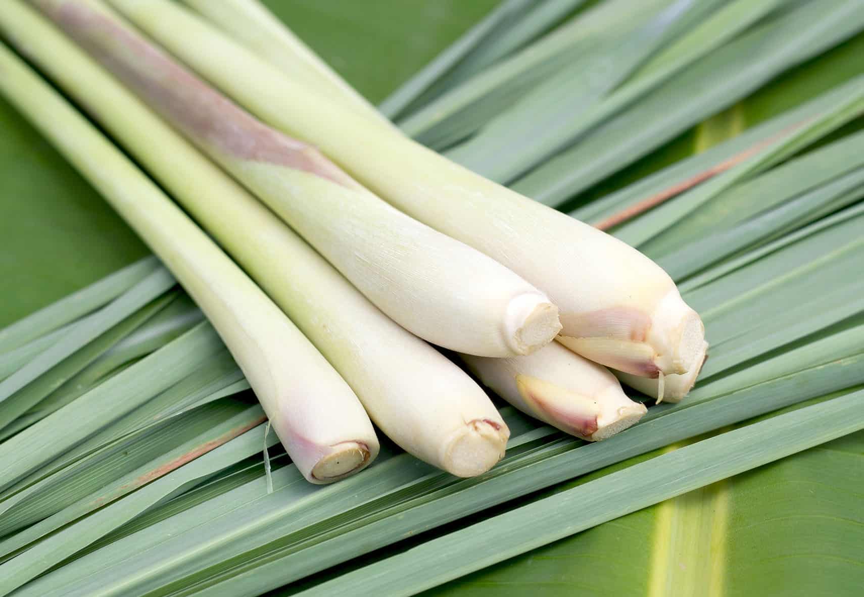 Lemon Grass Herb