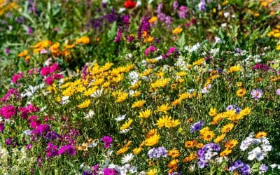 Golden Anniversary Meadow Mix Celebration Pack