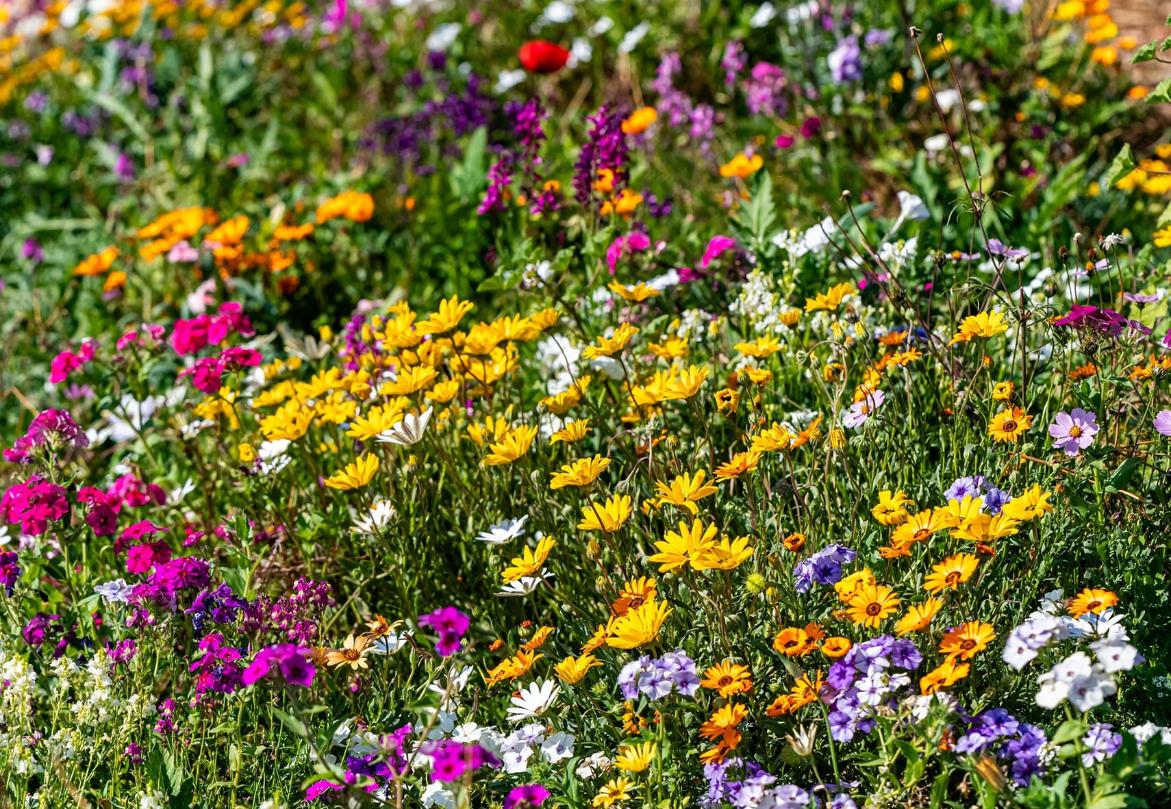 Meadow-Mix.jpg