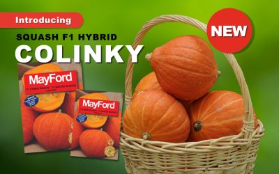 INTRODUCING MAYFORD’S NEW F1 HYBRID SQUASH COLINKY