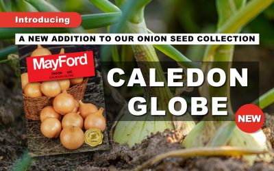 INTRODUCING THE NEWEST ADDITION TO OUR SEED FAMILY: CALEDON GLOBE