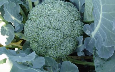 Broccoli F1 Hybrid Parthenon