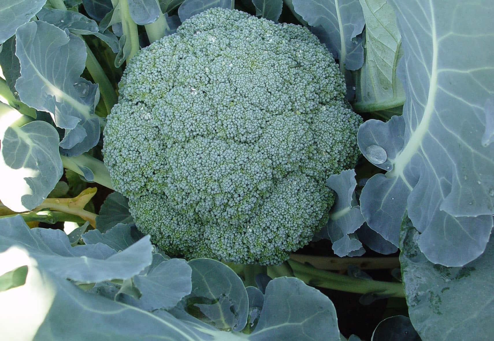 Broccoli F1 Hybrid Parthenon