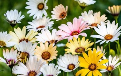 Dimorphotheca African Daisy Pastel Shades
