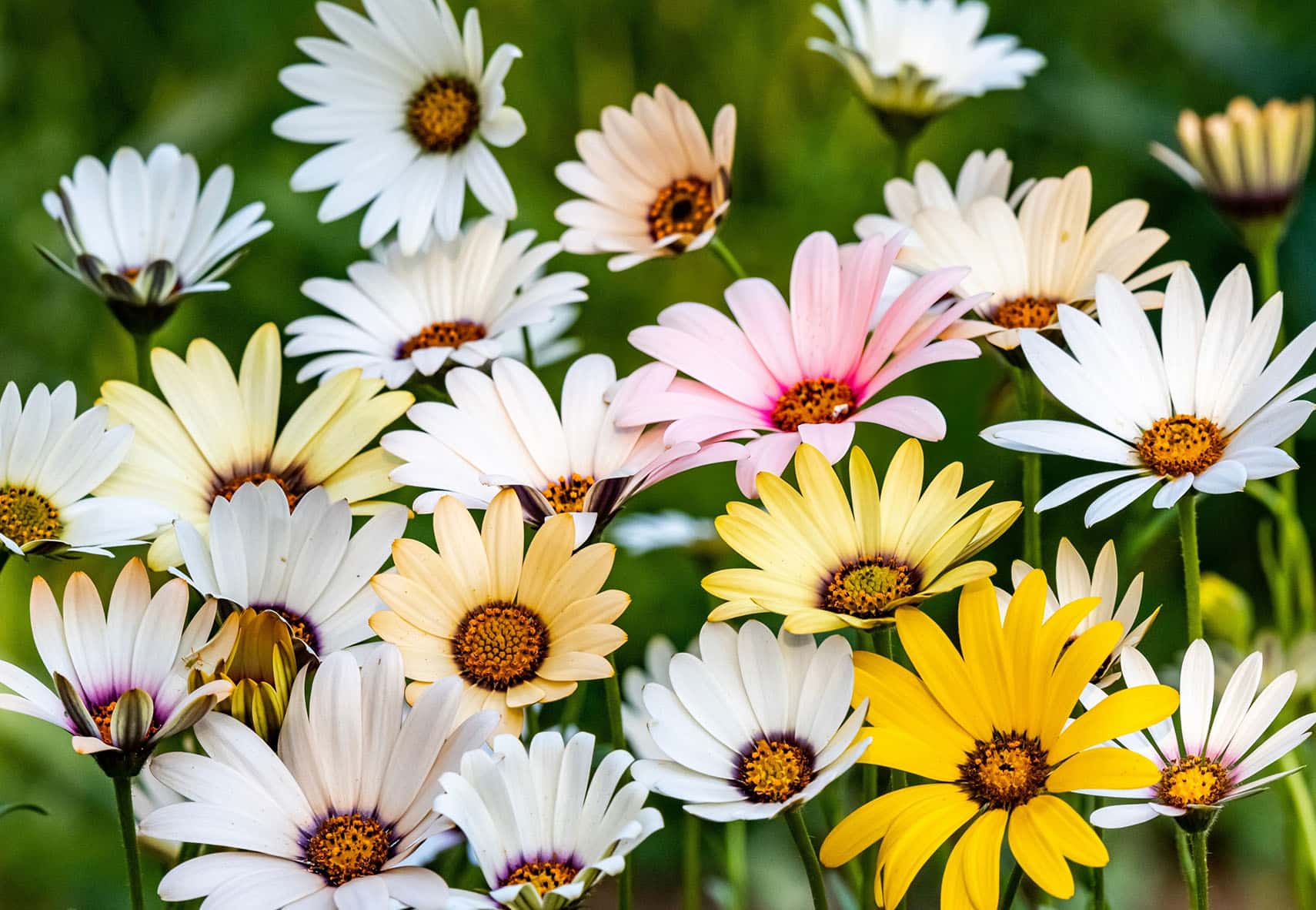 Dimorphotheca African Daisy Pastel Shades