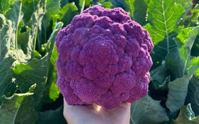 Purpurina F1 Hybrid cauliflower