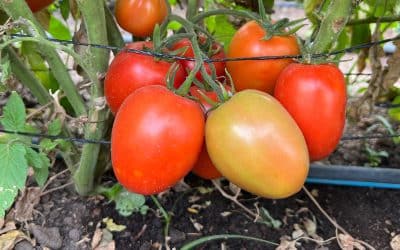 Tomato F1 Hybrid Emerald