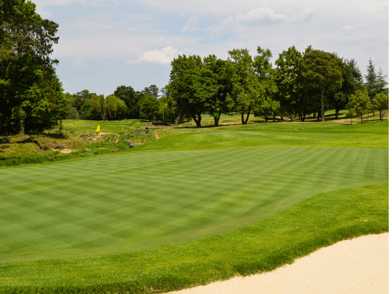 T-1 CREEPING BENTGRASS