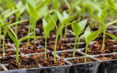 Why are my seeds not germinating?