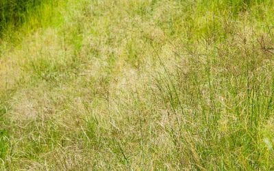 Improve veld with Biomosome™ seed mixtures Part 1
