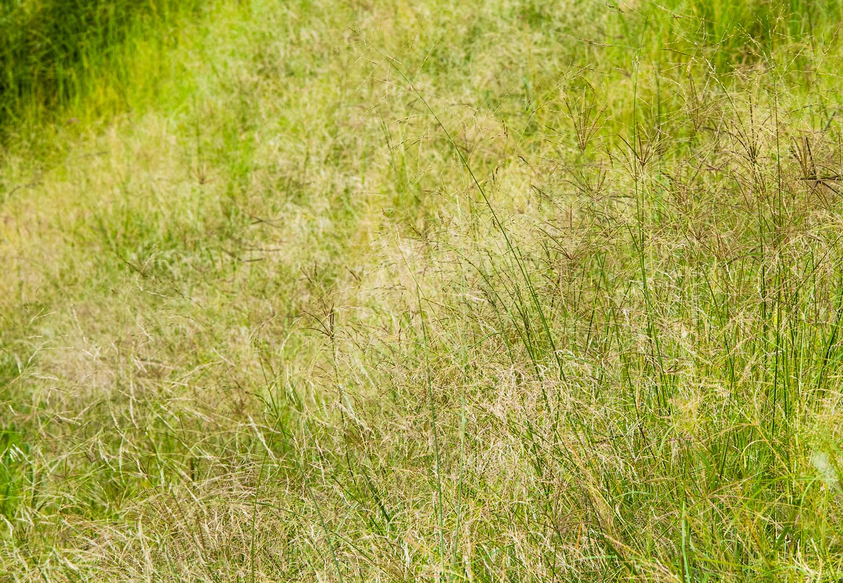 Improve veld with Biomosome™ seed mixtures Part 1