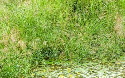 Improve veld with Biomosome™ seed mixtures PART 2