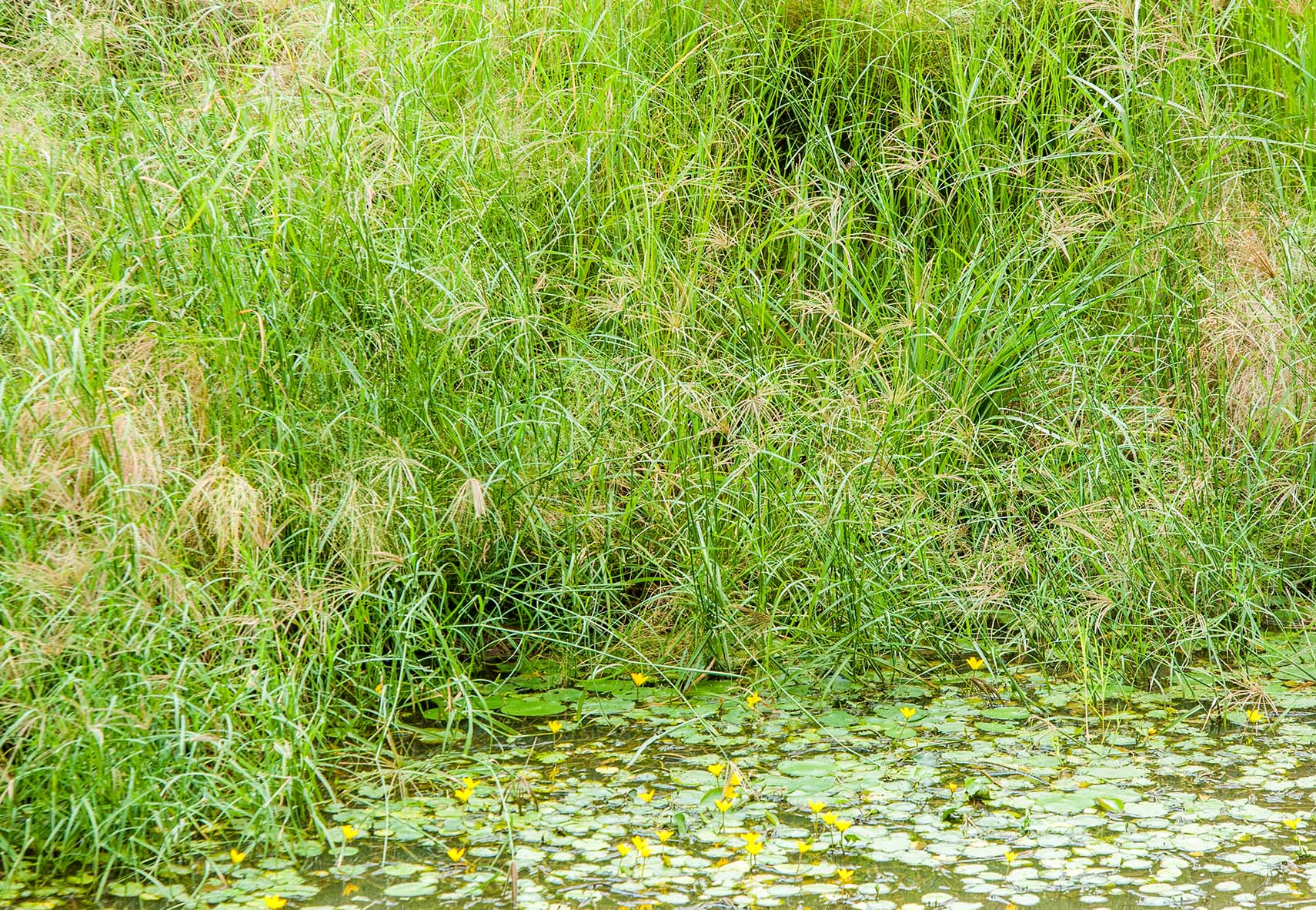 Improve veld with Biomosome™ seed mixtures PART 2