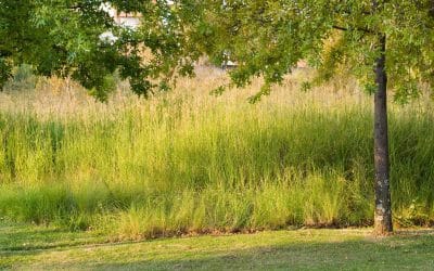 Improve veld with Biomosome™ seed mixtures PART 3