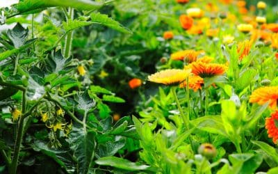 Companion planting