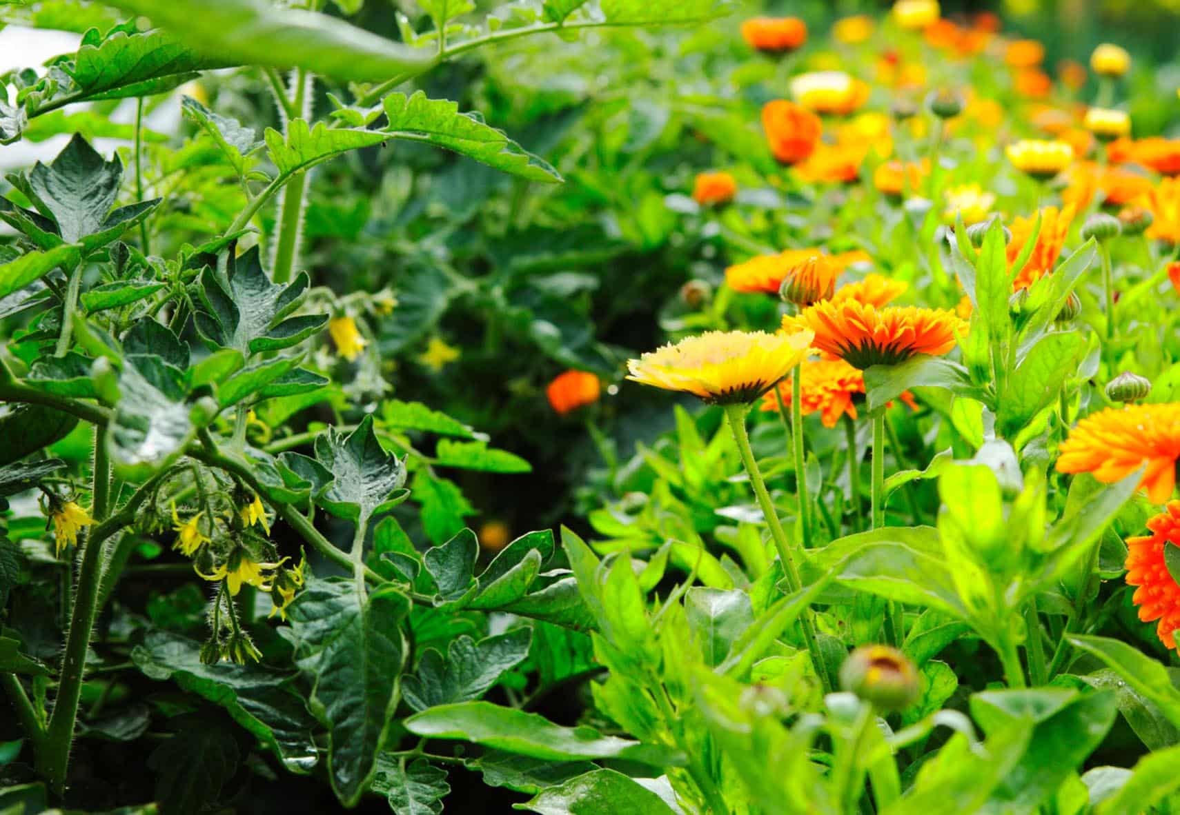 Companion planting