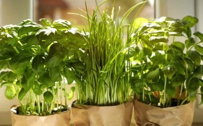 Growing Herbs