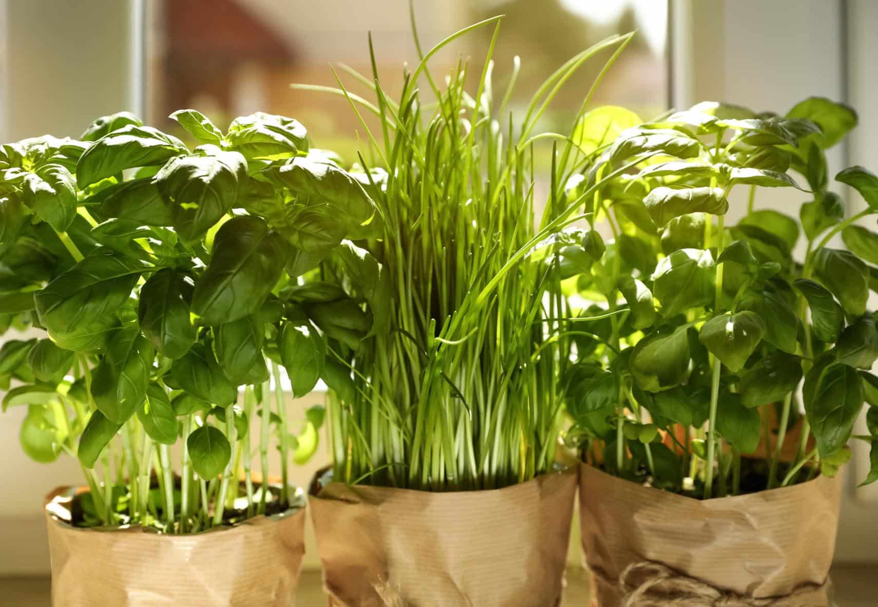 Growing Herbs