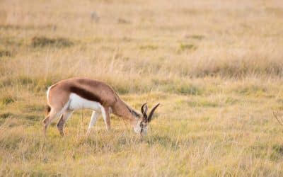 Improve Grazing Quality With Interseeding