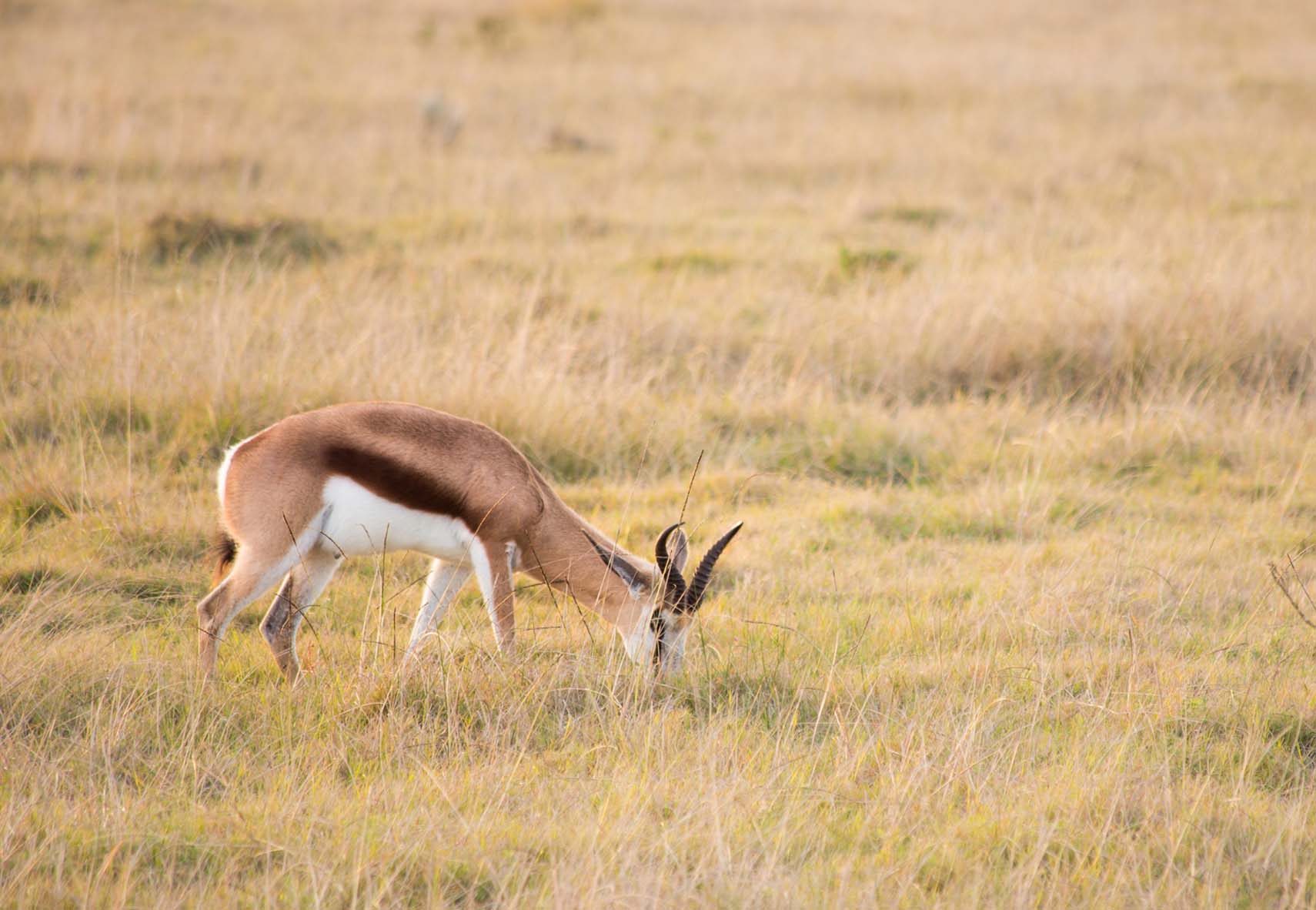 Improve Grazing Quality With Interseeding