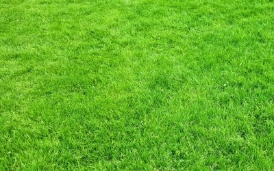 Lawn problems and solutions