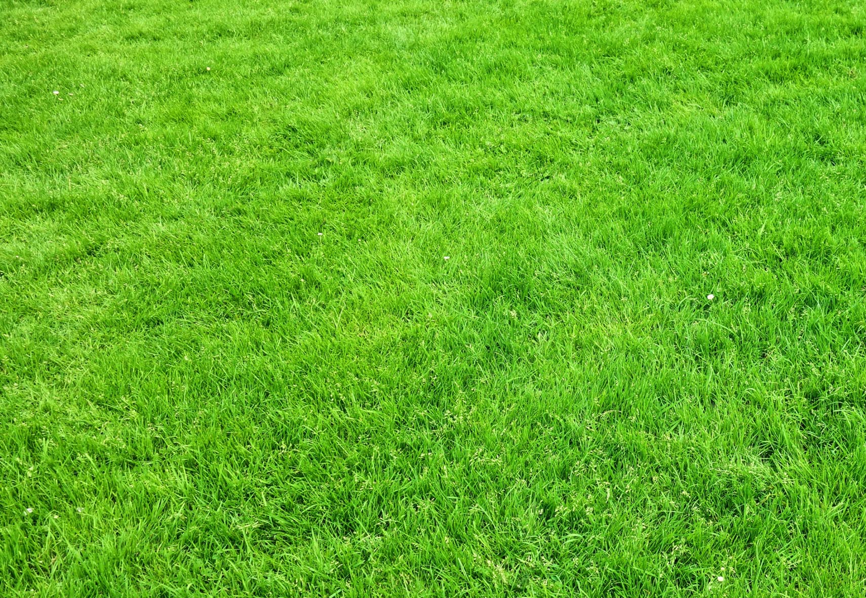 Lawn problems and solutions