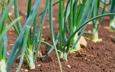 What to sow during autumn