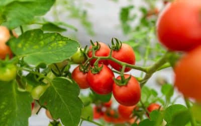 What to sow during spring