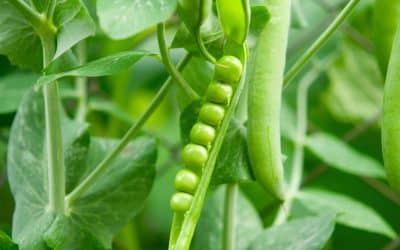 What to sow during winter