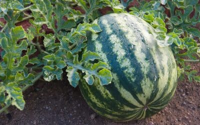 What Seeds Can I Sow In Summer?