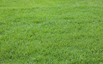 Bermuda (Premier Blend) Lawn