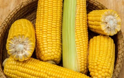 Sweetcorn F1 Hybrid Nebula