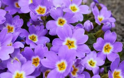 Primula Lavender: A Shade-Loving Beauty